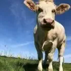 Boeuf de Quelordan