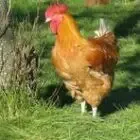 Gaec Le Boel