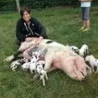 Ferme d'Argentel, vente directe porc de Bayeux plein air