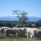 Ferme de soubiane