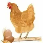 Ferme de l’Ecoufle