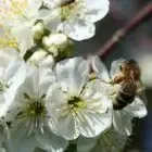 L' Abeille de Brenne